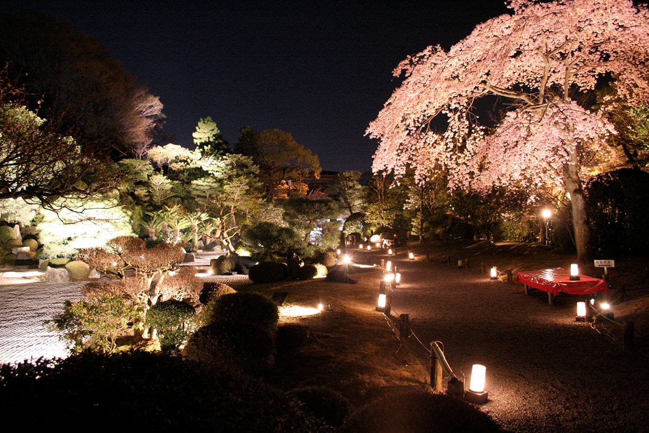 京都の夜桜 桜ライトアップ情報21 M エム Kyoto By Leaf