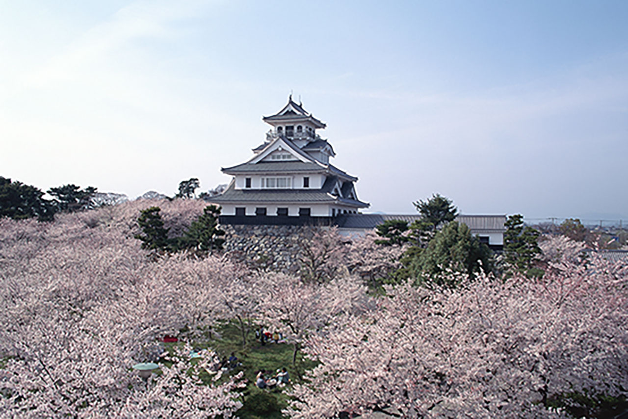 滋賀の夜桜 桜ライトアップ情報21 M エム Kyoto By Leaf