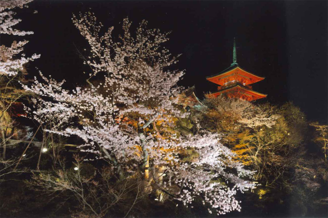 京都の夜桜 桜ライトアップ情報21 M エム Kyoto By Leaf