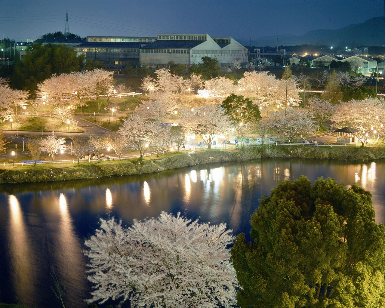 滋賀の夜桜 桜ライトアップ情報21 M エム Kyoto By Leaf