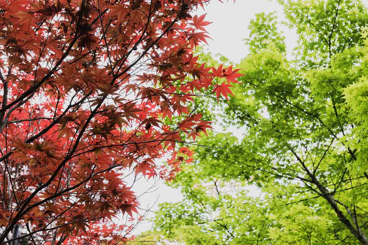 21最新 京都で初夏を感じる 青もみじ の名所11選 M エム Kyoto By Leaf