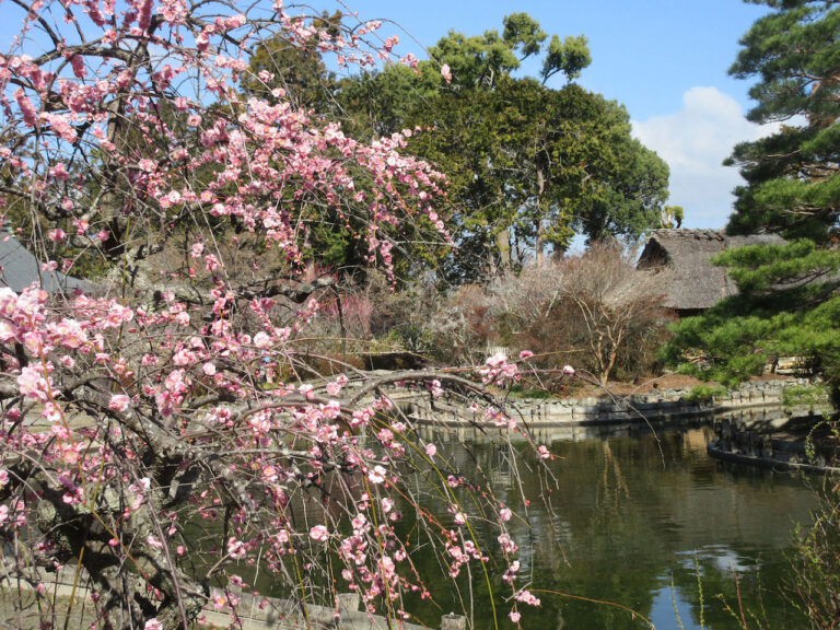 松尾の 梅宮大社 は珍しい種類の梅が見られる子宝神社 M エム Kyoto By Leaf