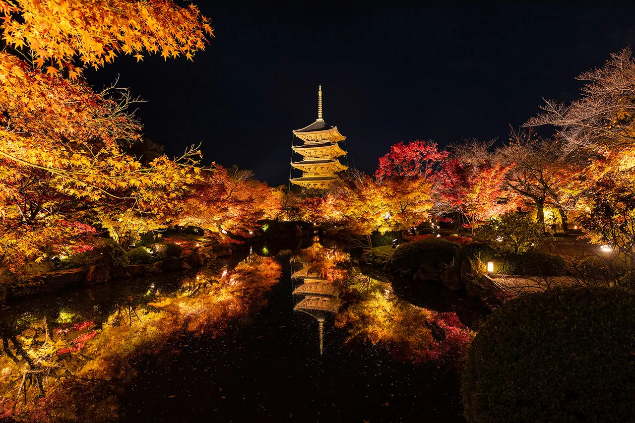 紅葉ライトアップと金堂・講堂・立体曼荼羅 夜間特別拝観／東寺 | Leaf KYOTO