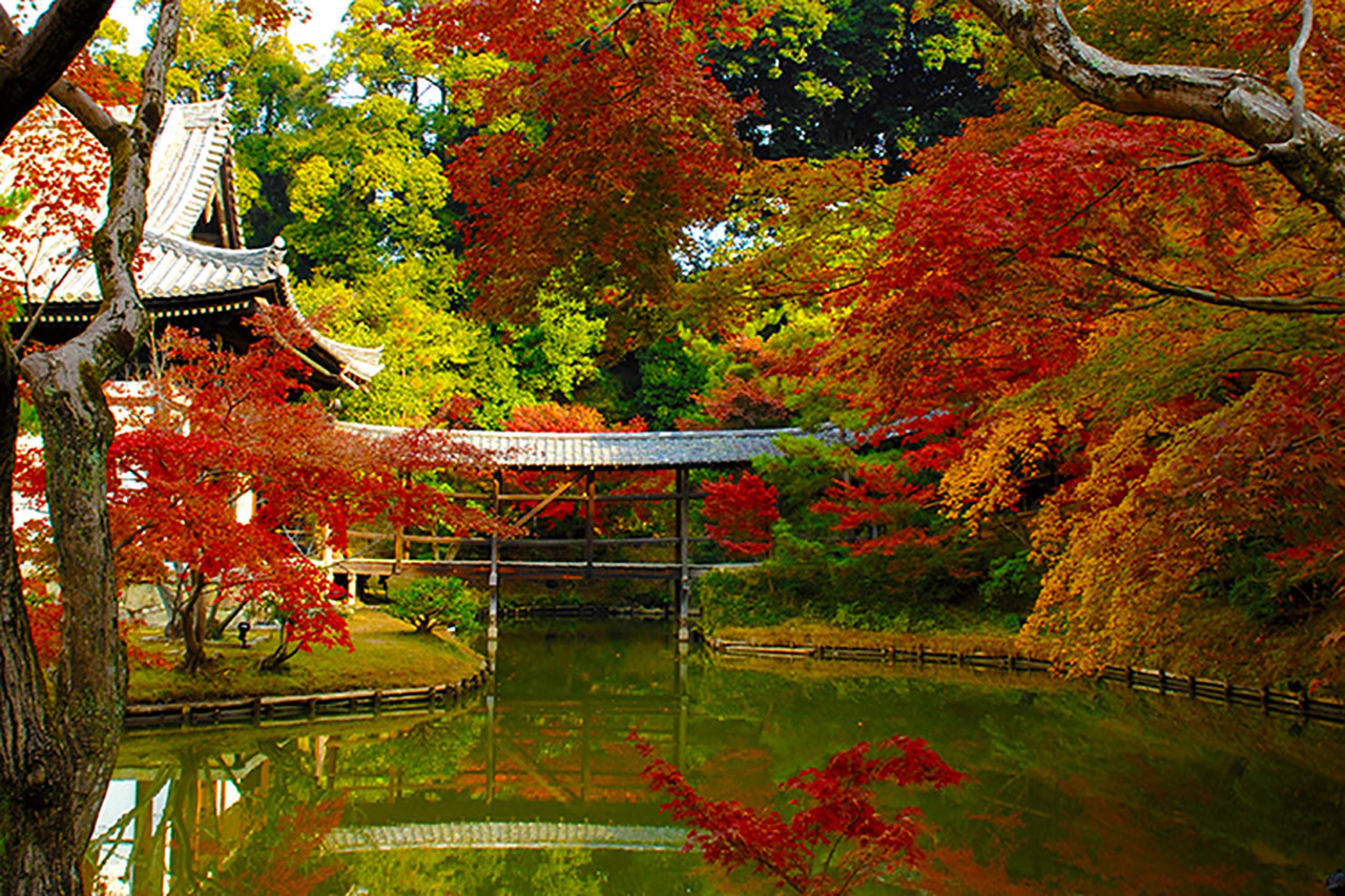 秀吉和宁宁寺拥有美丽的大花园[高台寺] - Leaf KYOTO