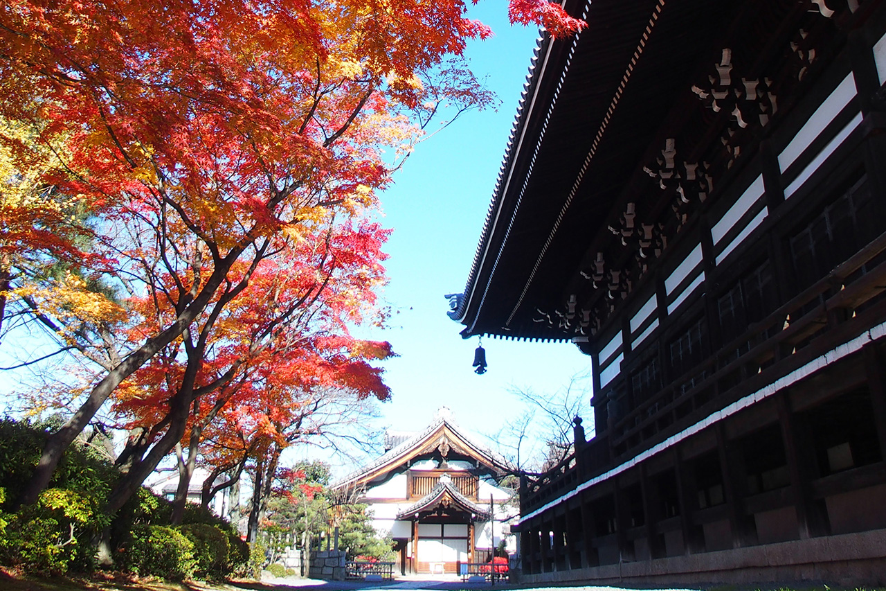 西陣の秘境寺［妙顕寺］で楽しむ紅葉 - Leaf KYOTO