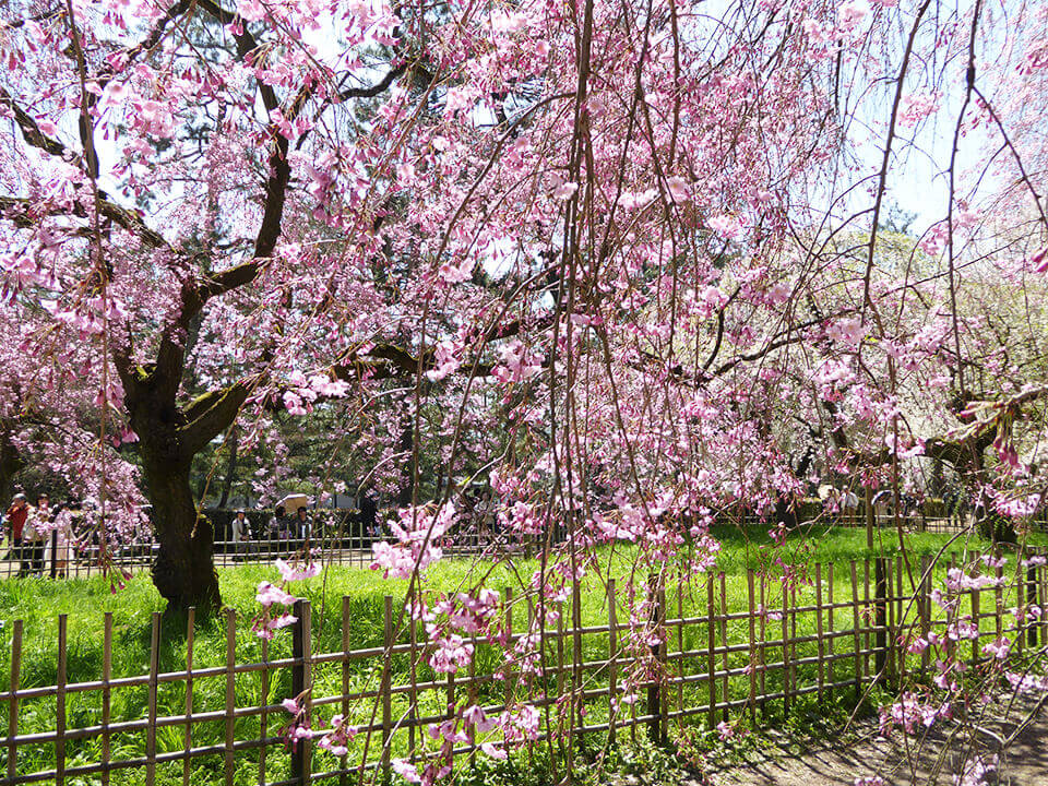 京都の摩訶異探訪】京の桜の不思議と言い伝え - Leaf KYOTO