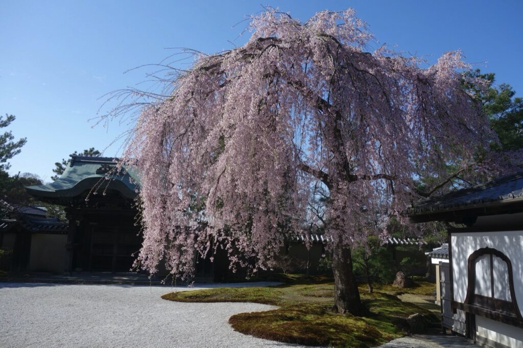 高台寺 桜