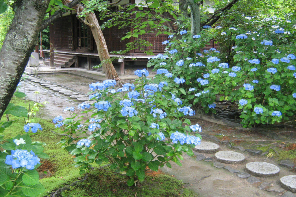 Hydrangea at Kanshuji Temple