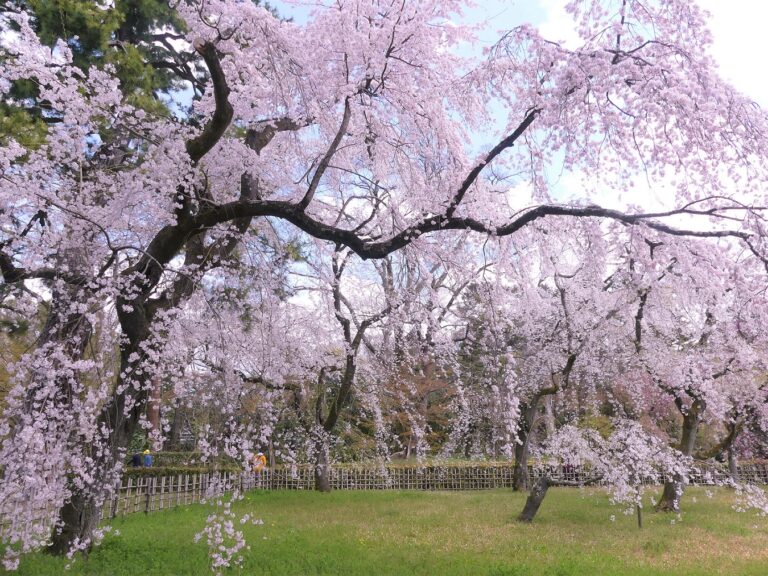 weeping cherry (species of cherry tree with drooping branches, Cerasus spachiana)