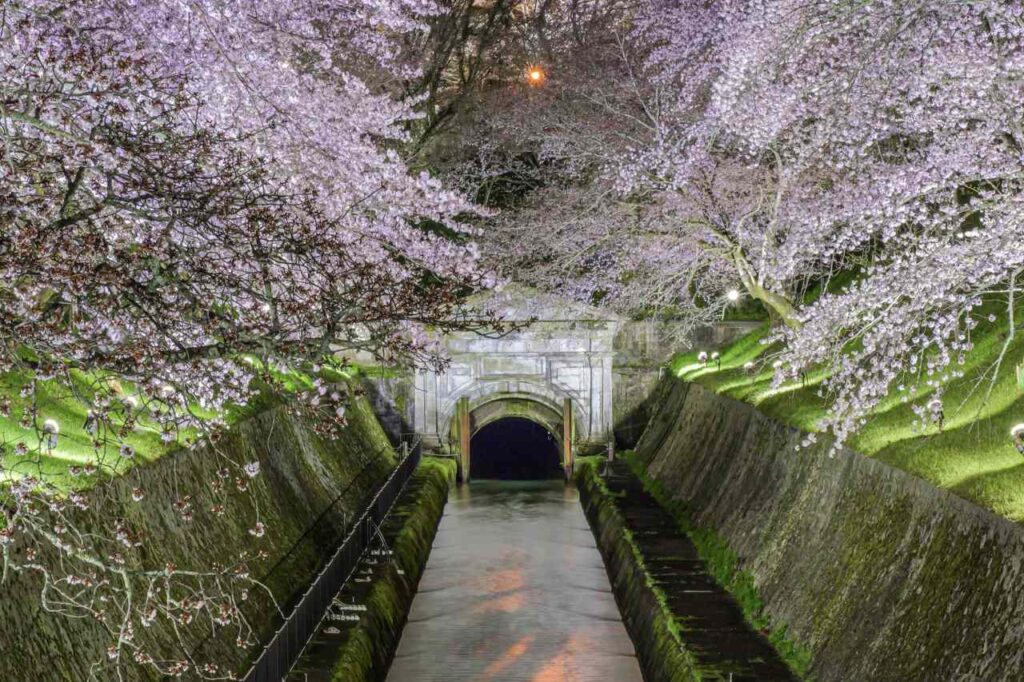 びわ湖疏水桜ライトアップ