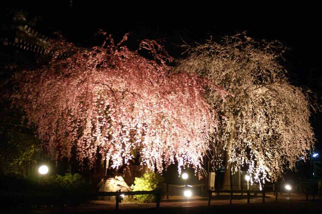 妙満寺桜ライトアップ