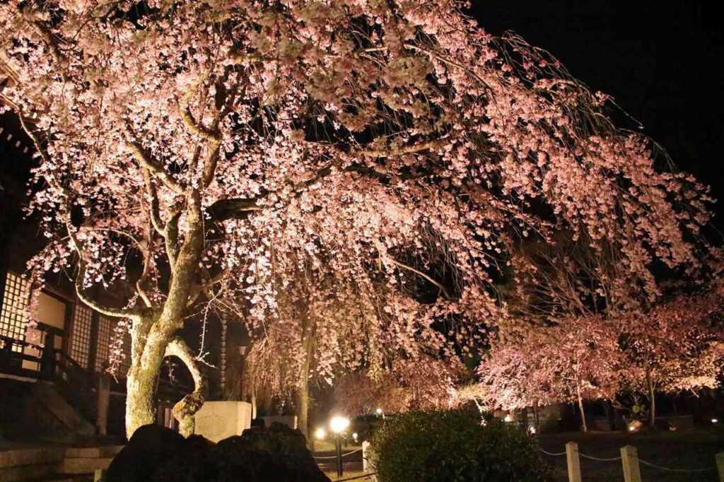 妙満寺桜ライトアップ