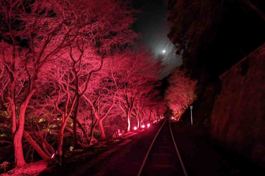 嵯峨野トロッコ列車桜ライトアップ