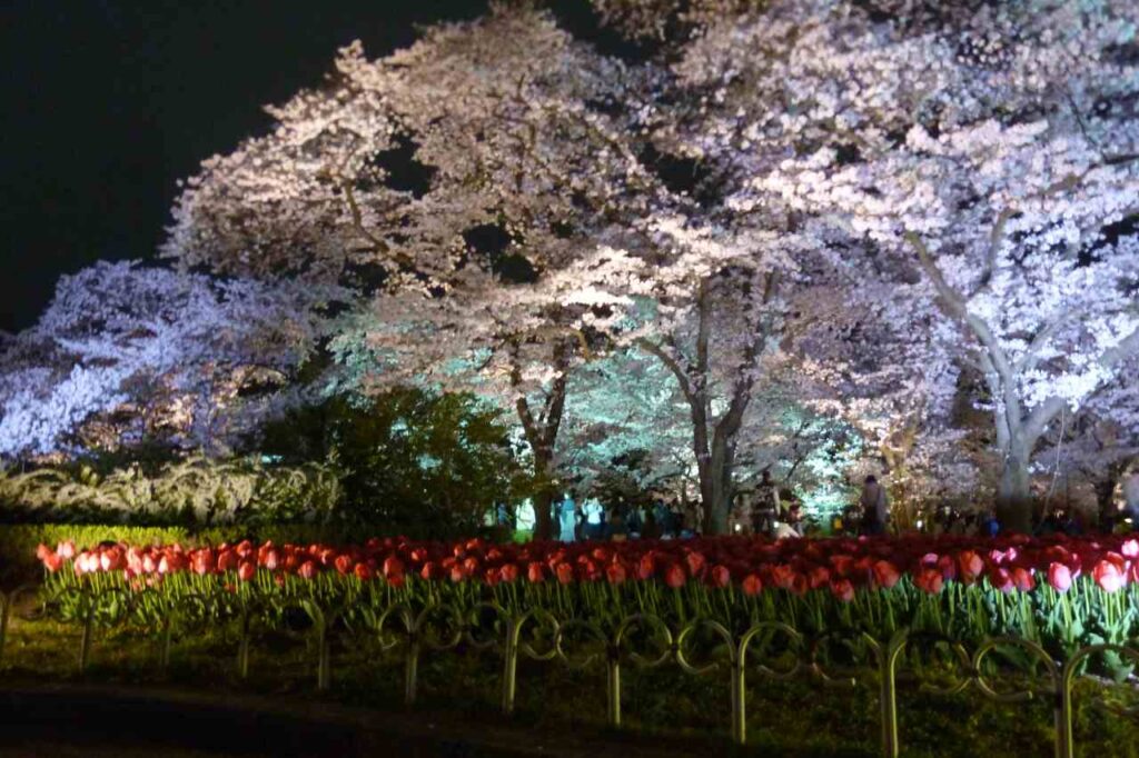 京都府立植物園　桜ライトアップ