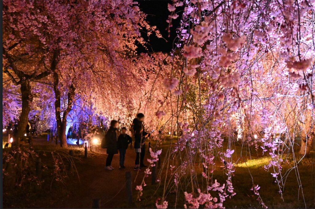 府立植物園桜ライトアップ