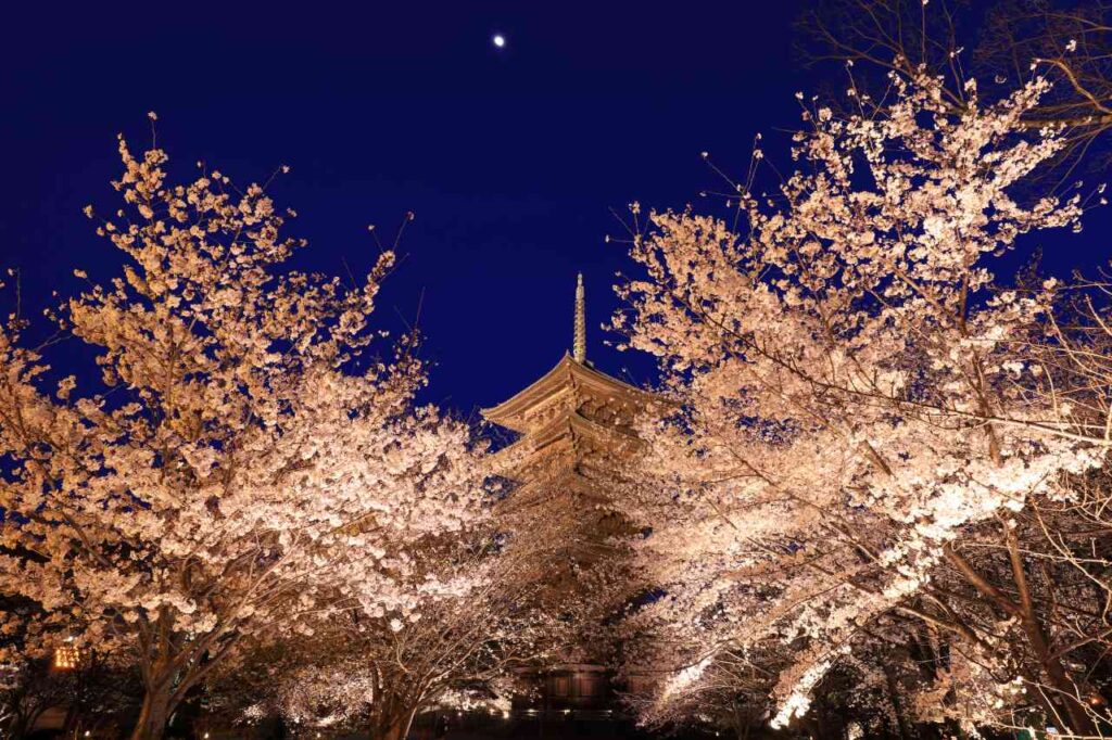 東寺桜ライトアップ