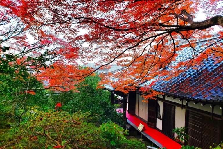 霊鑑寺 紅葉