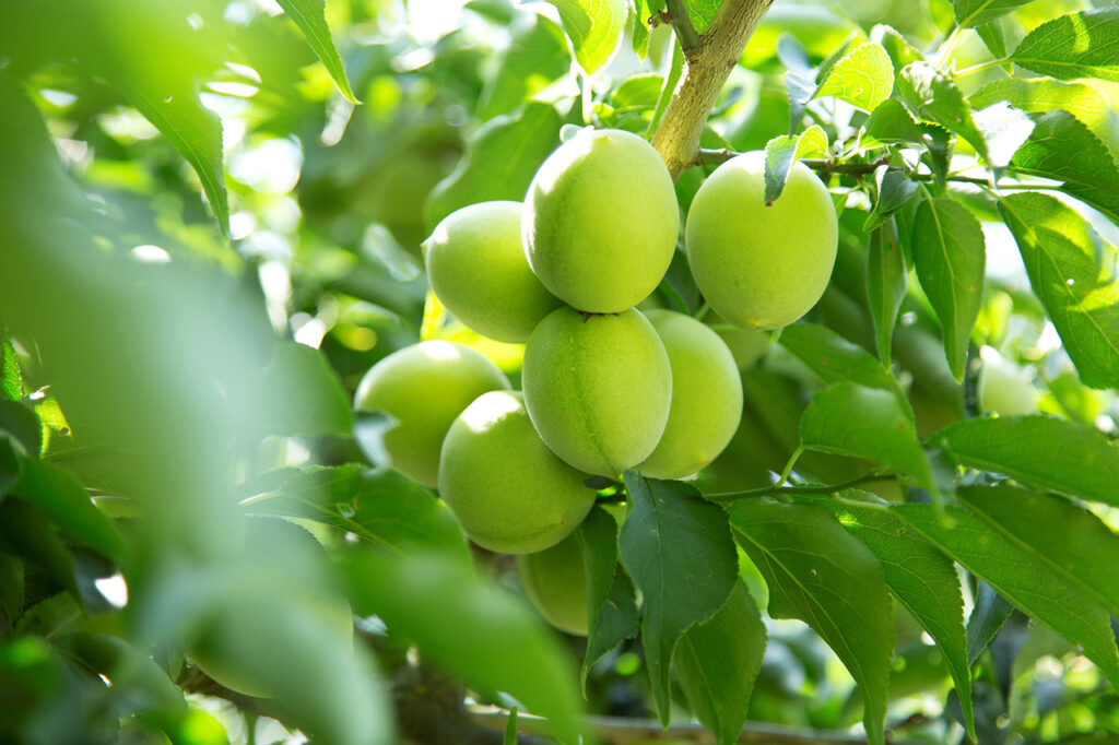 Juchosei-no-Sato Plum Picking