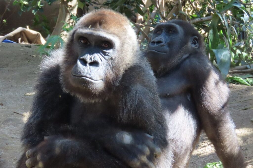 京都市動物園　ゴリラ