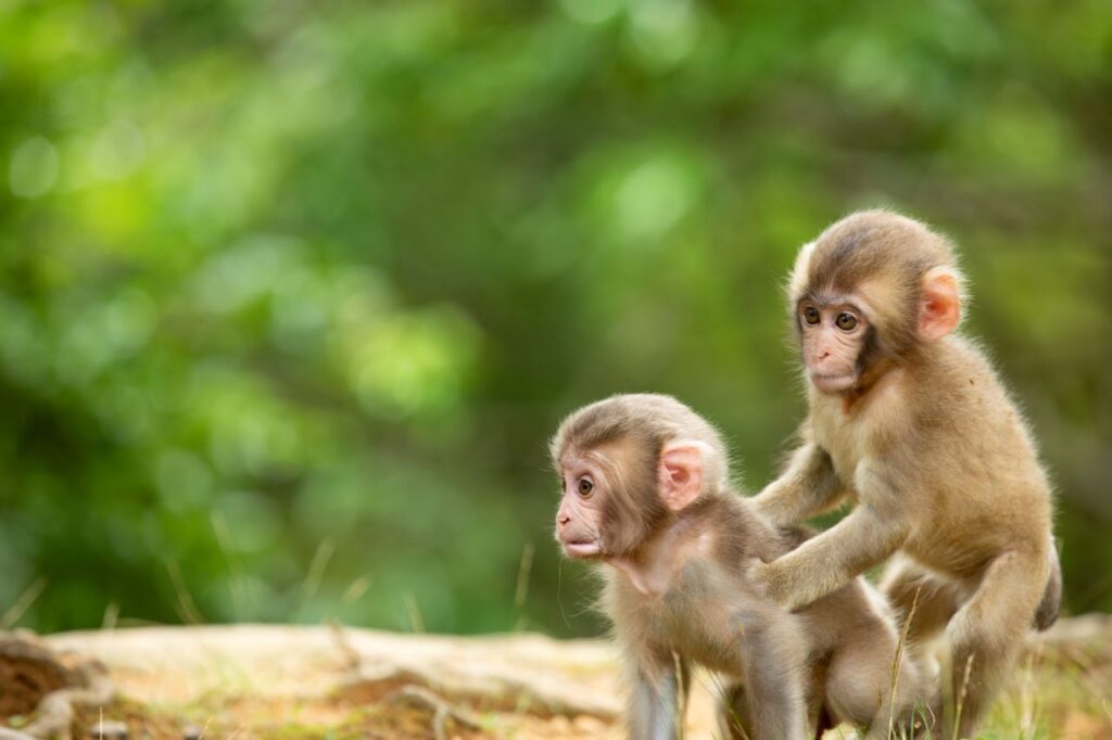 Arashiyama Monkey Park Baby Monkey