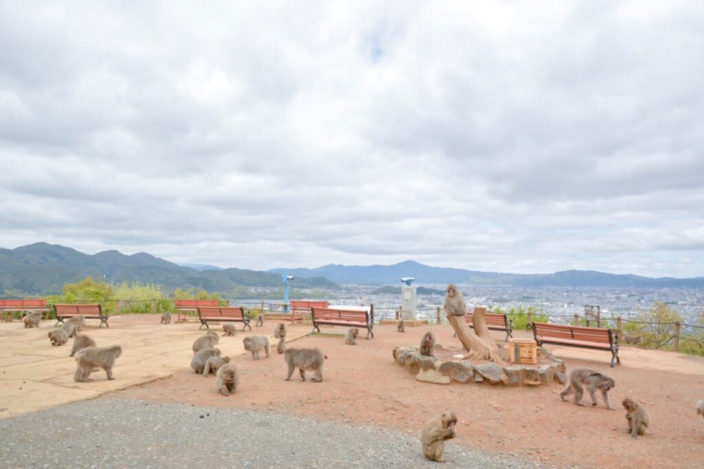 Arashiyama Monkey Park Summit