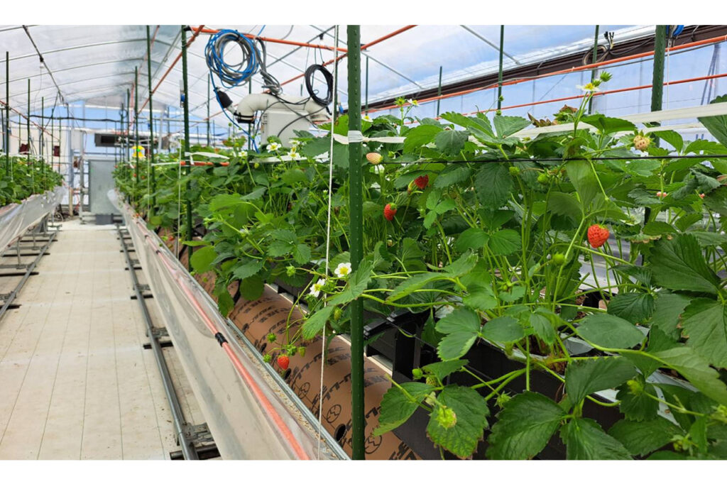 Summer Strawberry Picking Experience