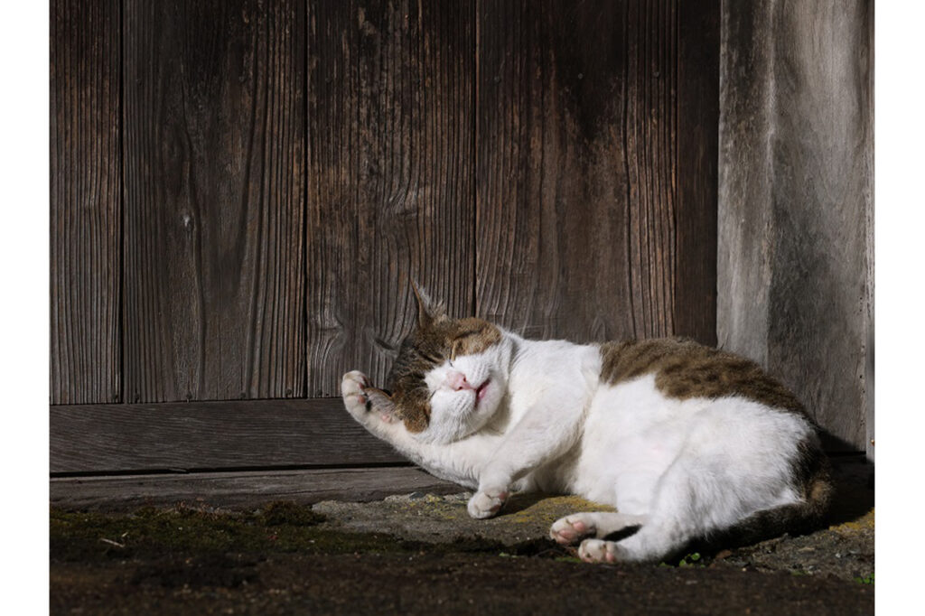 Mitsuaki Iwago Photo Exhibition: Local Cats