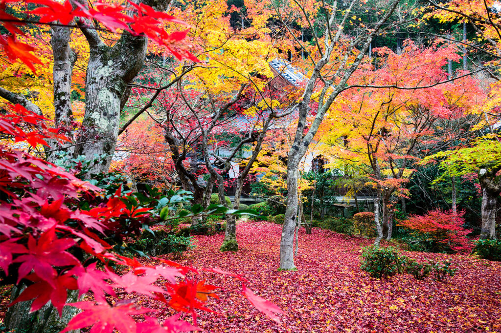 Engo-ji Temple Autumn Leaves