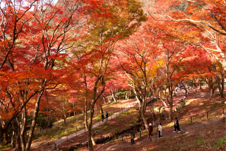 雅塞枫叶路