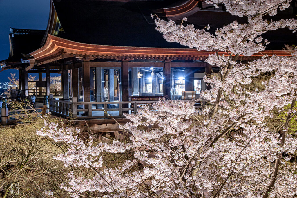 清水寺の夜桜